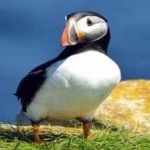 image of bird