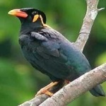 image of bird