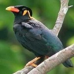 image of enggano_myna #19