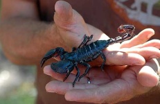 image of scorpion #9