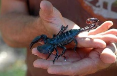 image of scorpion