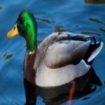 image of bird