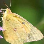 image of animal