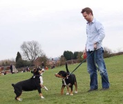 image of entlebucher