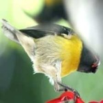image of bird