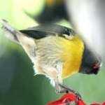 image of bananaquit #34