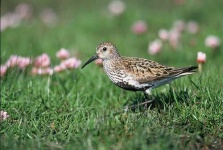 image of red_backed_sandpiper #24