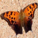 image of animal