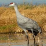 image of bird