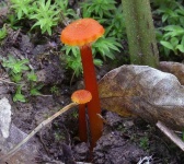 image of mushrooms