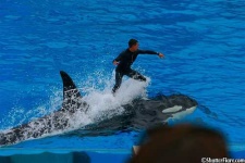 image of killer_whale