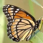 image of animal