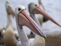 image of animal