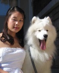 image of samoyed