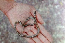 image of indian_cobra