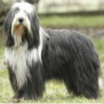 image of bearded_collie #25