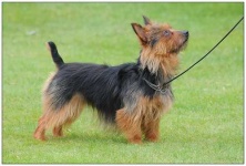 image of australian_terrier #31