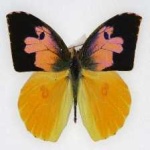 image of animal