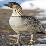 image of bird