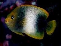 image of rock_beauty
