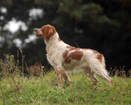 image of brittany_spaniel