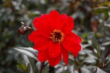 image of flower