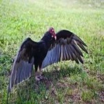 image of bird