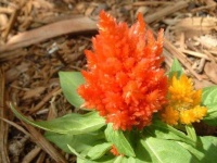 image of flower