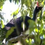 image of horned_guan #24