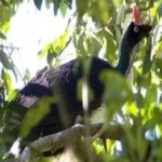 image of bird