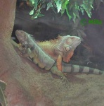 image of african_chameleon