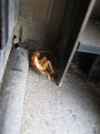image of cockroach