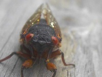 image of cicada