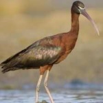image of bird