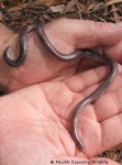 image of thunder_snake