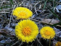 image of flower
