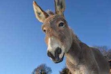 image of animal