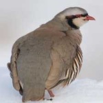 image of bird