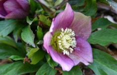 image of flower