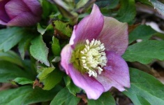 image of lenten_rose #32