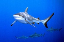 image of shark #12