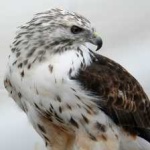 image of bird