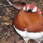 image of bird