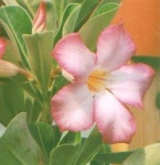 image of flower