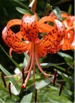 image of flower