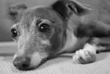 image of italian_greyhound