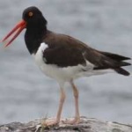 image of bird