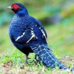 image of bird