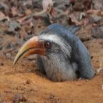 image of bird