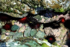 image of sea_urchin